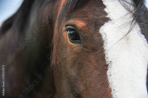 Portrait close up of a Clydesdale Horse