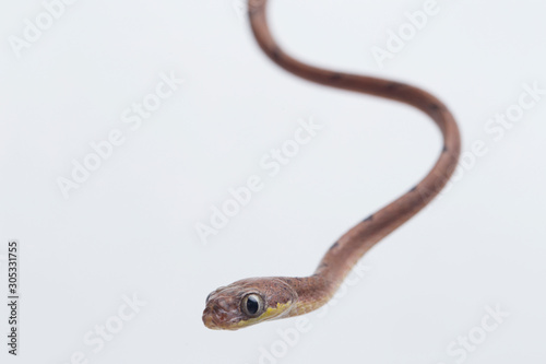 Boiga drapiezii, commonly known as the white-spotted cat snake, is a species of long and slender rear-fanged colubrid that is common throughout its range. isolated on white background photo