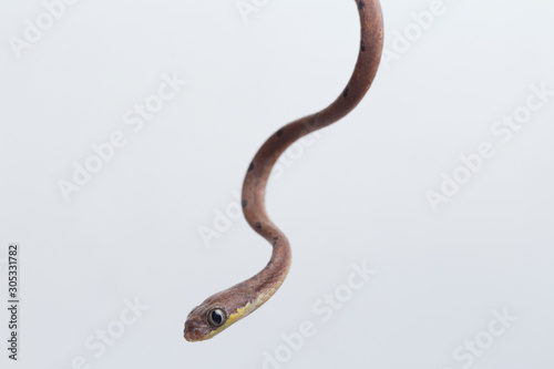 Boiga drapiezii, commonly known as the white-spotted cat snake, is a species of long and slender rear-fanged colubrid that is common throughout its range. isolated on white background photo