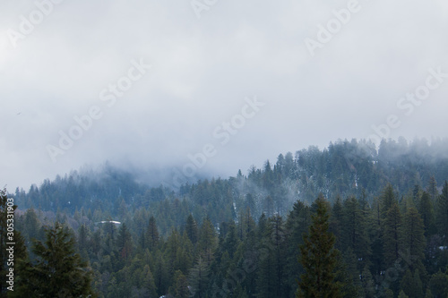 Forest with fog 
