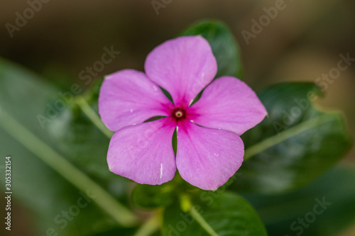 Close up Madagascar Periwinkle flower in a garden.Commonly name bright eyes,Cape periwinkle,graveyard plant,old maid,pink periwinkle,rose periwinkle.(Catharanthus roseus)