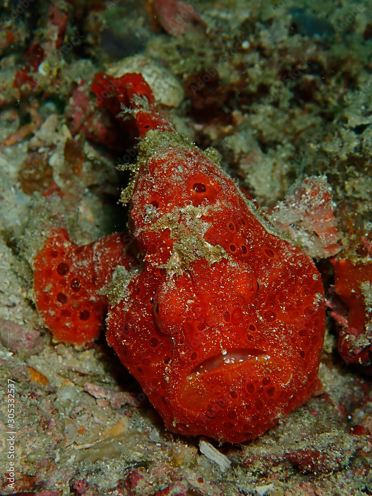 Closeup with Giant Frogfish during a leisure dive in Mabul Island, Semporna. Tawau, Sabah. Malaysia, Borneo. The Land Below The Wind. Closeup with Giant Frogfish during a leisure dive in Mabul Island, Semporna. Tawau, Sabah. Malaysia, Borneo. The Land Below The Wind.
