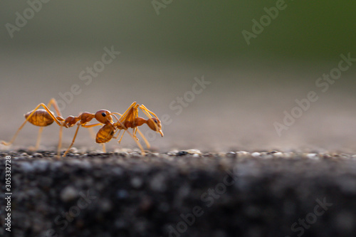 Behavior of ants. Red ant walk on gray concrete. © alohapatty