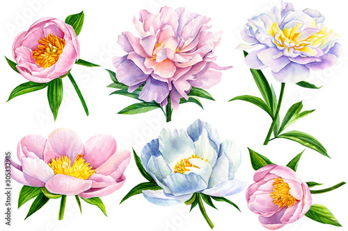 set of peonies flowers on white background, watercolor illustration, botanical painting