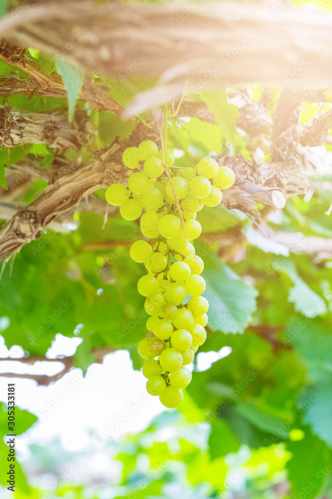 Fresh green grapes on the tree Fresh green grapes on the tree