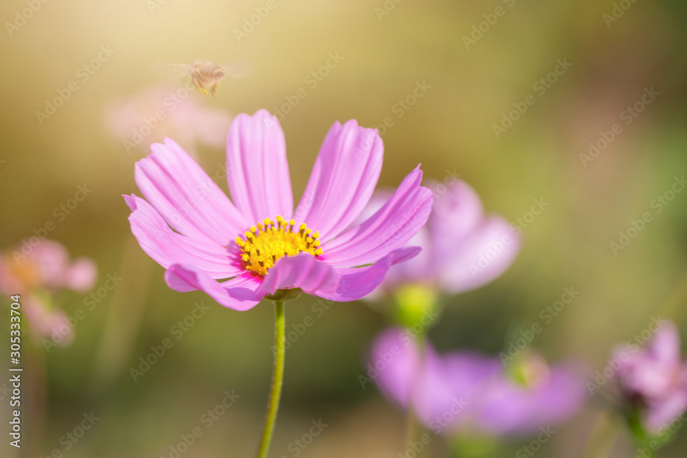 Colorful Pink and red cosmos flowers in the garden Colorful Pink and red cosmos flowers in the garden