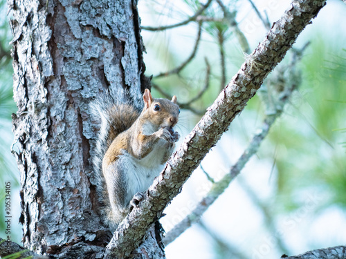 A cute squirrel is eating nut