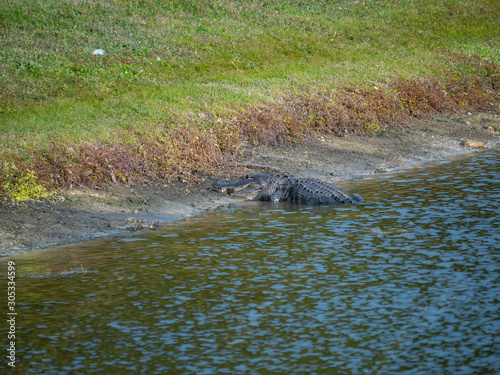 Alligator is taking sun bath 