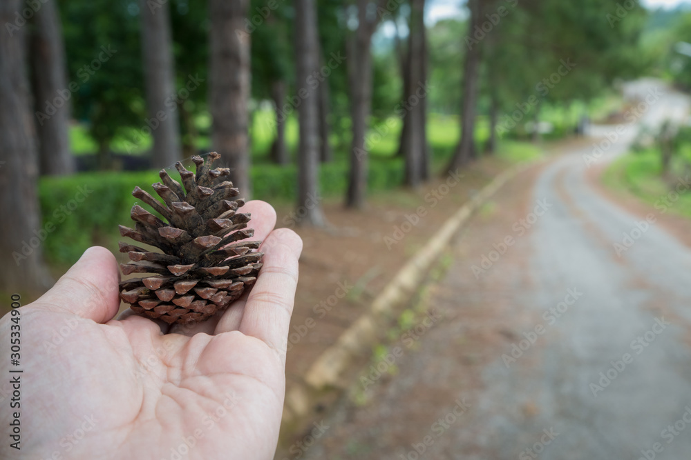 Pine cones in hand with pine tree Pine cones in hand with pine tree