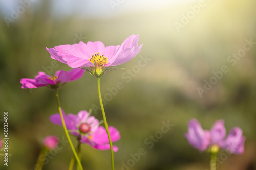 Colorful Pink and red cosmos flowers in the garden