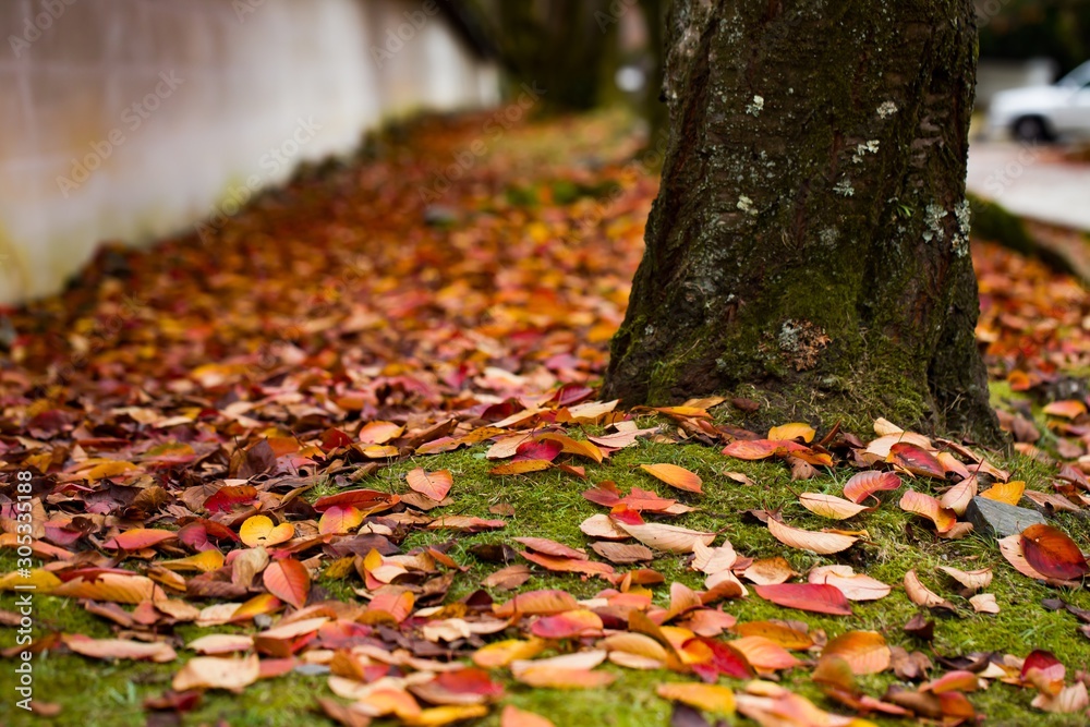 Autumn scene with colorful leaves in Japan. Autumn scene with colorful leaves in Japan.