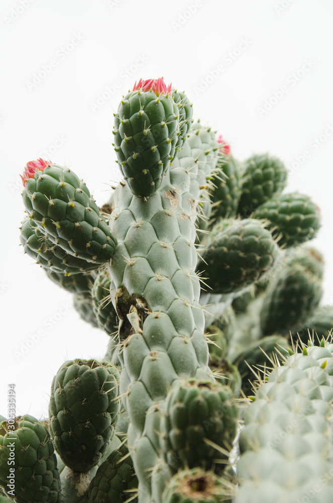Cactus with red growing flowers Cactus with red growing flowers