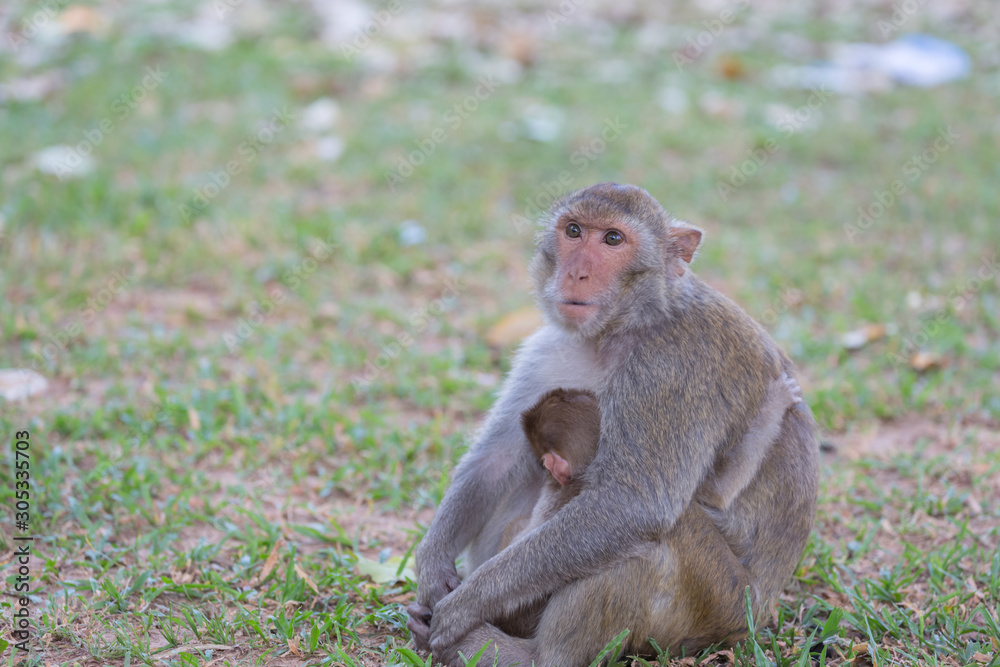 Fototapeta premium Mother monkey and baby monkey rest