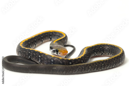 Coelognathus flavolineatus, the black copper rat snake or yellow striped snake, is a species of Colubrid snake found in Southeast Asia. isolated on white background photo