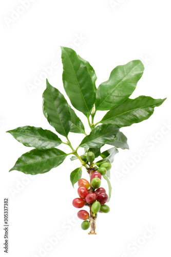 Coffee berries on branch coffee and on white background.