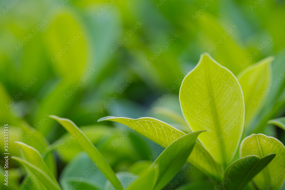 Obraz premium Closeup of fresh leaves on green nature