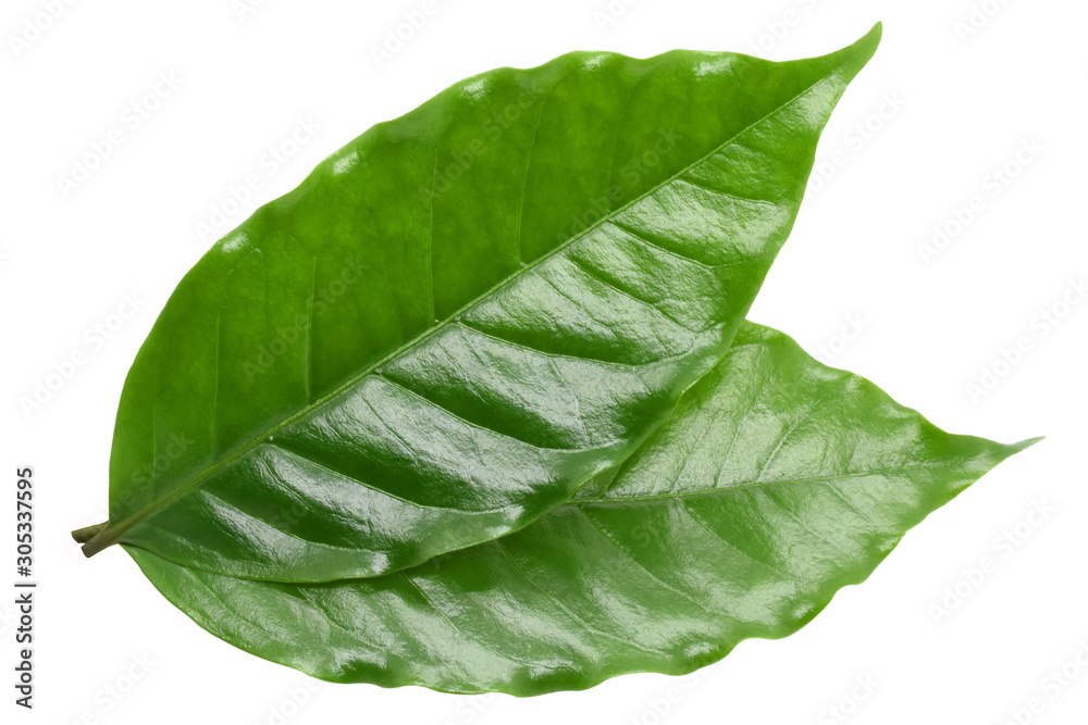 Obraz premium Coffee leaves on white background.
