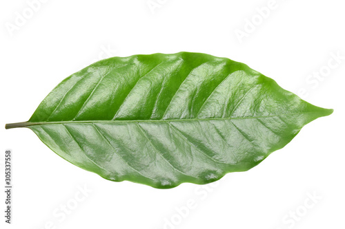 Coffee leaves on white background.