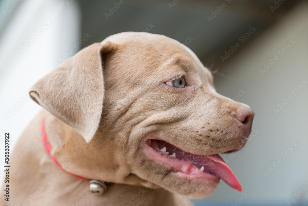 Baby pitbull look for someone to play