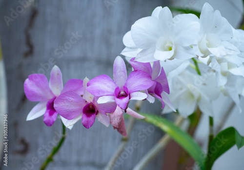 beautiful orchid flower in bloom