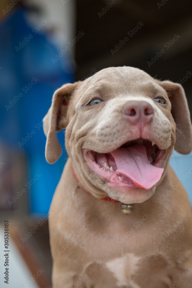 Baby pitbull smile and look for someone to play