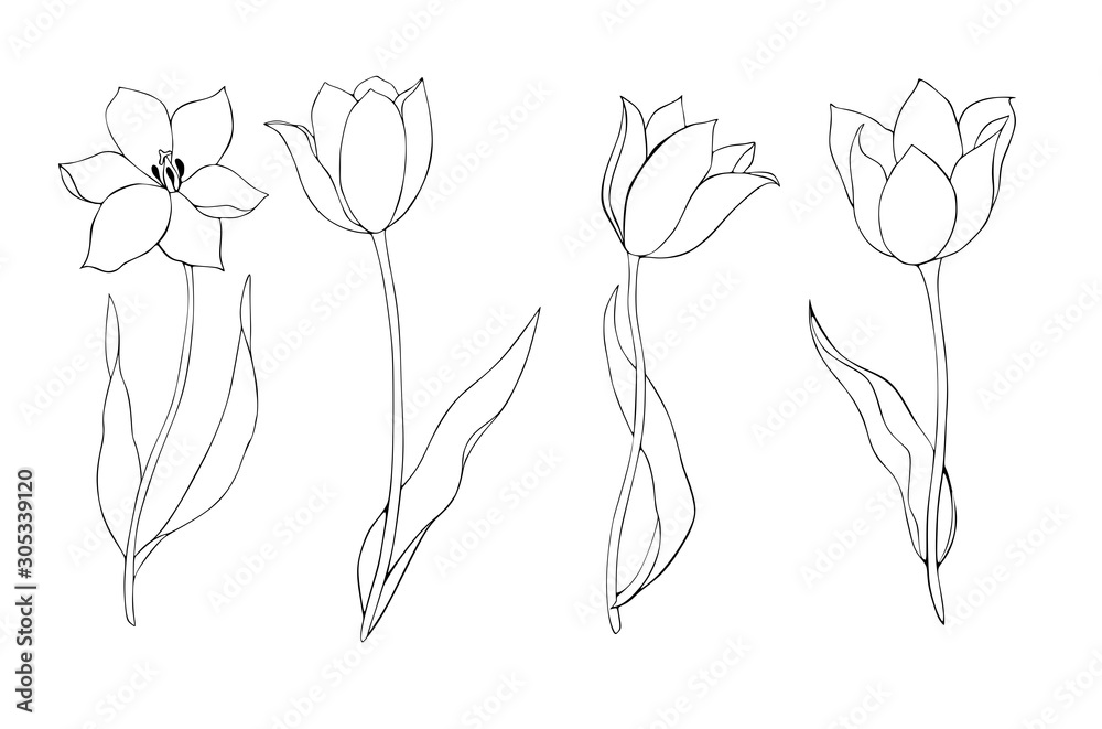 Set of tulips graphic ink drawing. Tattoo in the style of minimalism ...