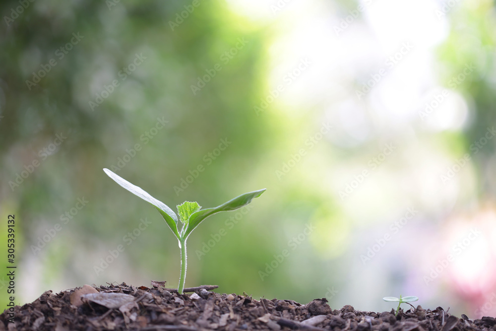 small growing green plant with dark brown soil small growing green plant with dark brown soil