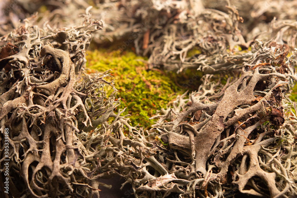 Forest big moss green and grey plant Forest big moss green and grey plant