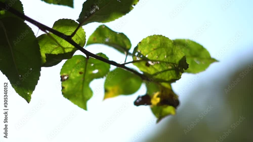 green leaves in sunlight