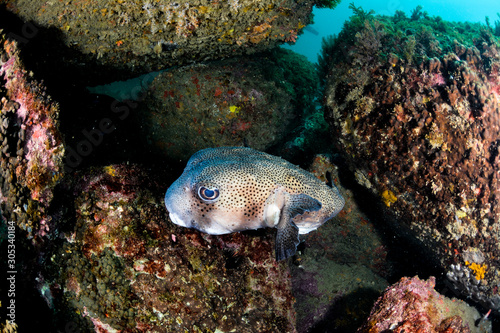 Puffer Fish hiding in coral reef