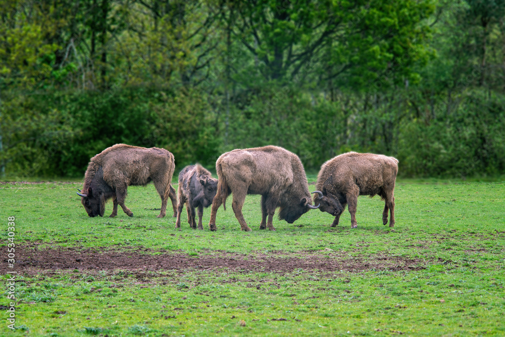 Two bisons fight on a spring field Two bisons fight on a spring field