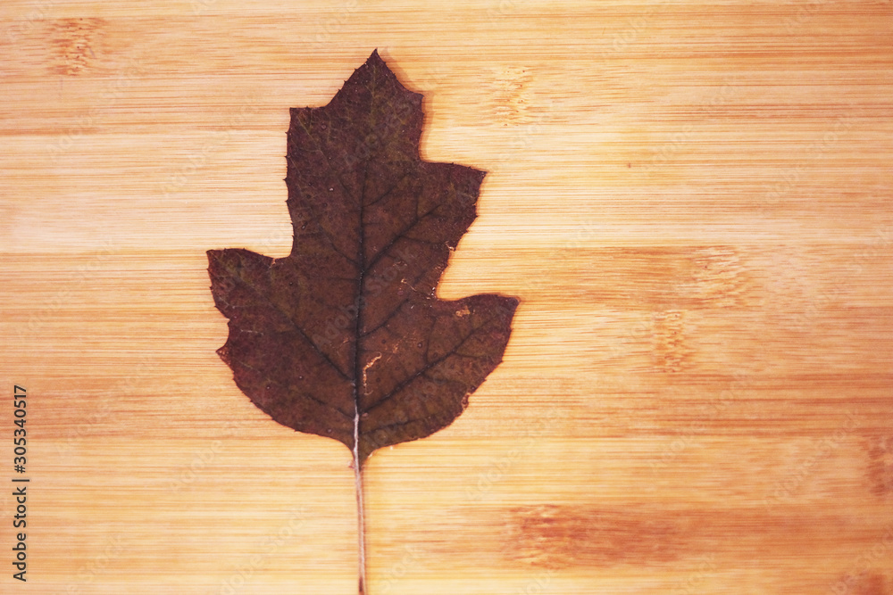 Dry Japanese maple leaf on wood background 6