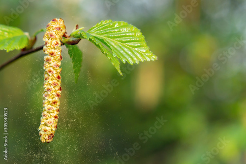 Birch catkins in spring park close-up, allergies to pollen of spring flowering plants concept