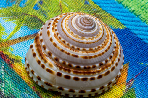 Macro Turban Top Seashell on Beach Towel