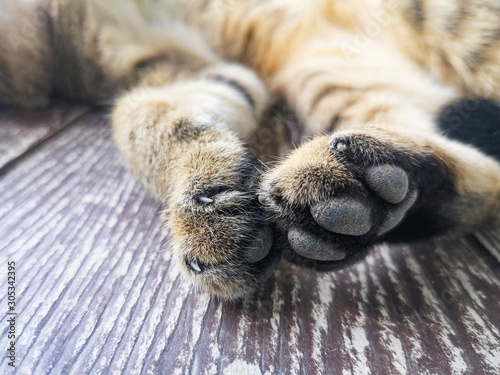 Cat feet - Close up of foot and claw cat paws photo