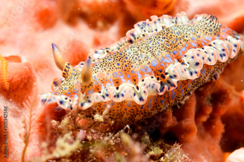 Colorful nudibranch