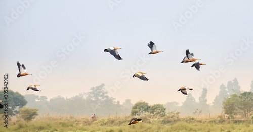 Ruddys Shelduck geese in flight © Wasir