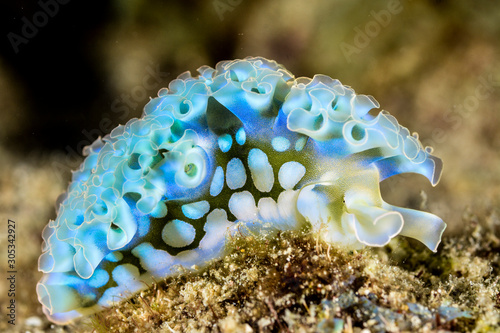 Blue Lettuce Sea Slug