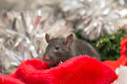 gray mouse walks among New Year attributes. The animal is preparing for Christmas. The concept of the celebration, costumes, decorations. Symbol of the year 2020. Year of the rat. Red inscription 2020