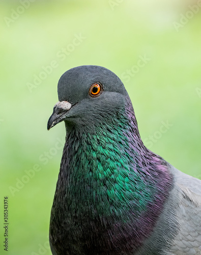 Beautiful pigeon portrait in the park