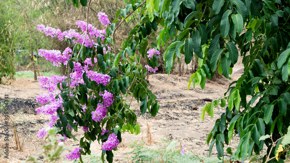 Beautiful purple flowers that grow wild in summer Beautiful purple flowers that grow wild in summer