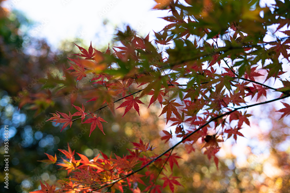 green red and yellow