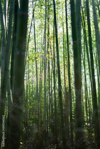 bamboo forrest