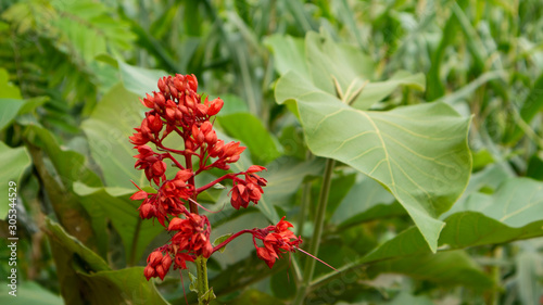 Asclepias is a genus of herbaceous, perennial, flowering plants known as milkweeds, named for their latex, a milky substance containing cardiac glycosides termed cardenolides photo
