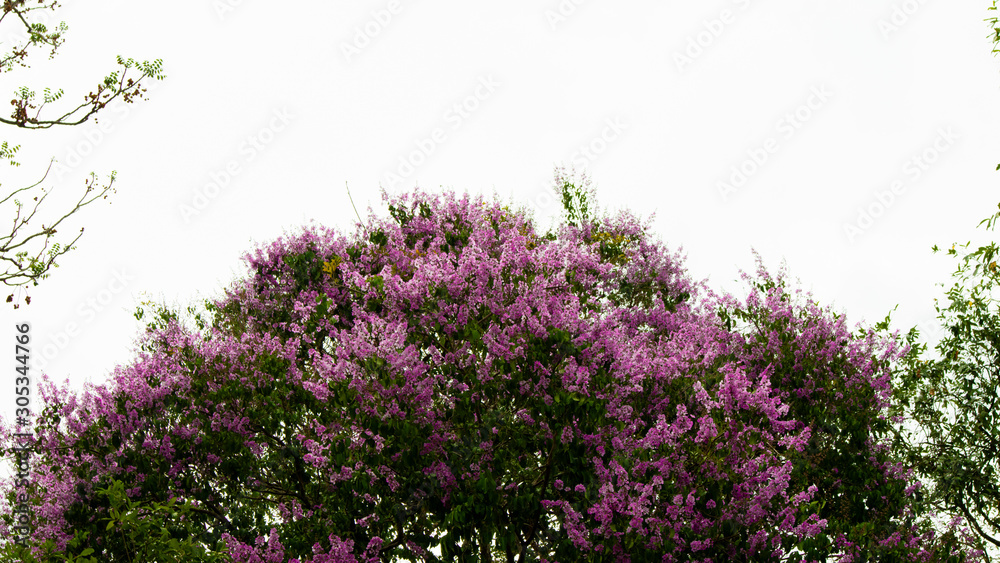 Beautiful purple flowers that grow wild in summer Beautiful purple flowers that grow wild in summer