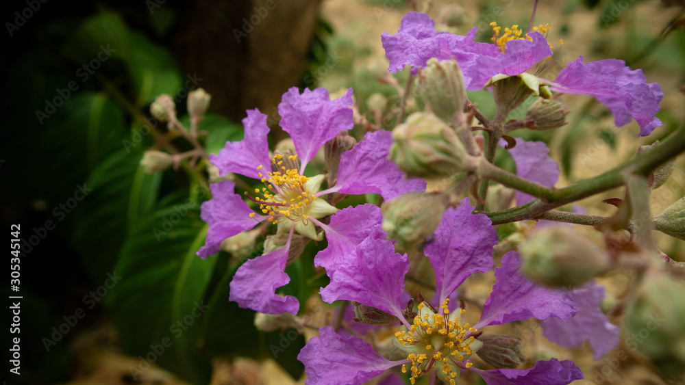 Beautiful purple flowers that grow wild in summer Beautiful purple flowers that grow wild in summer