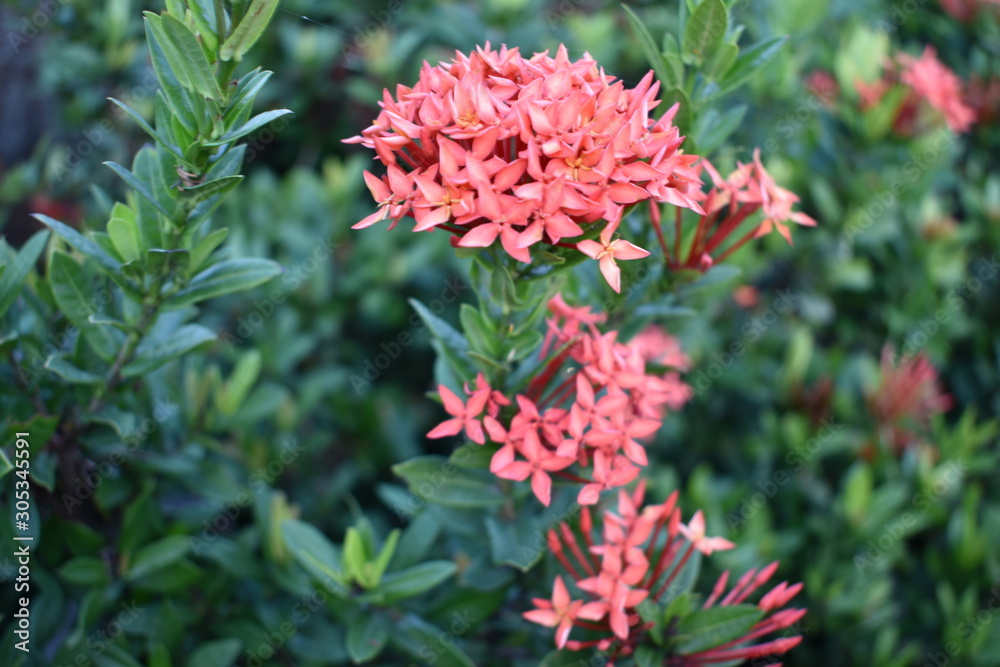 red flower in the garden