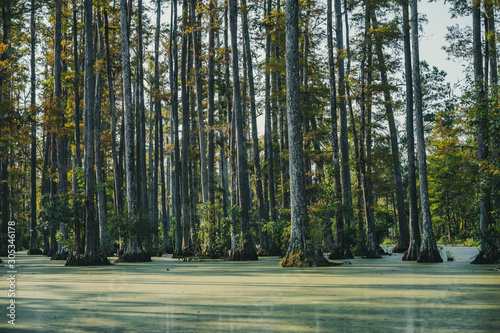 Bald cypress swamp with marsh water