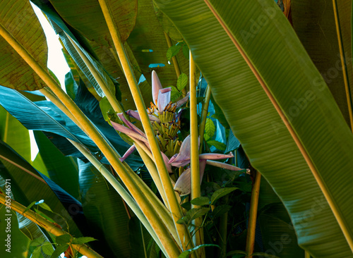 palm tree ©  Rodrigues Photos