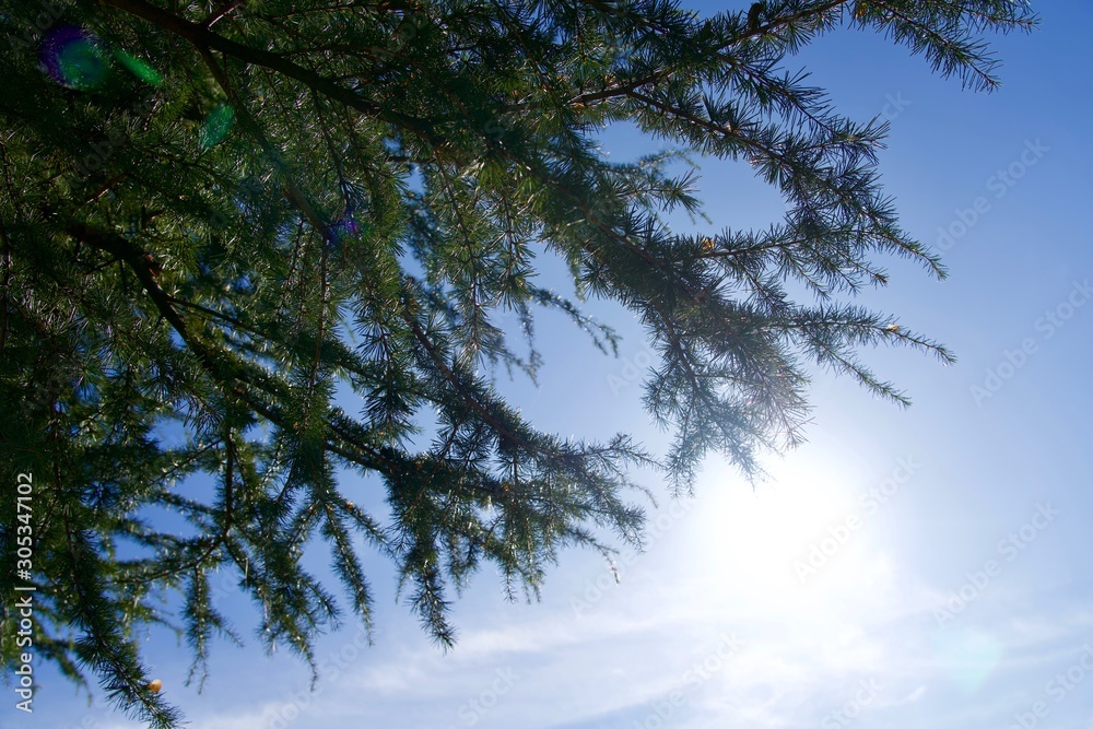 Obraz premium 太陽の日を浴びる松ぼっくりの木
